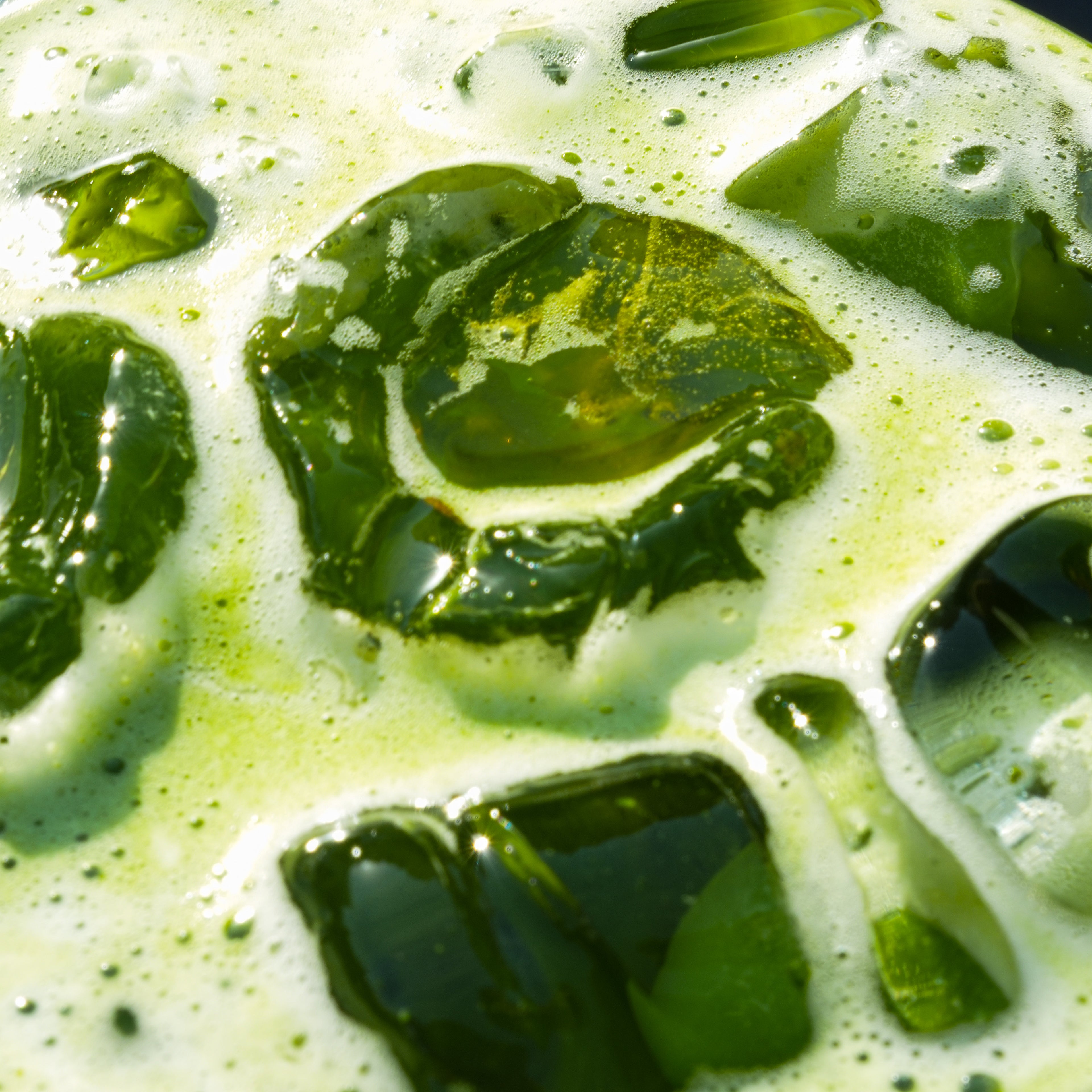 Honey Coconut Matcha