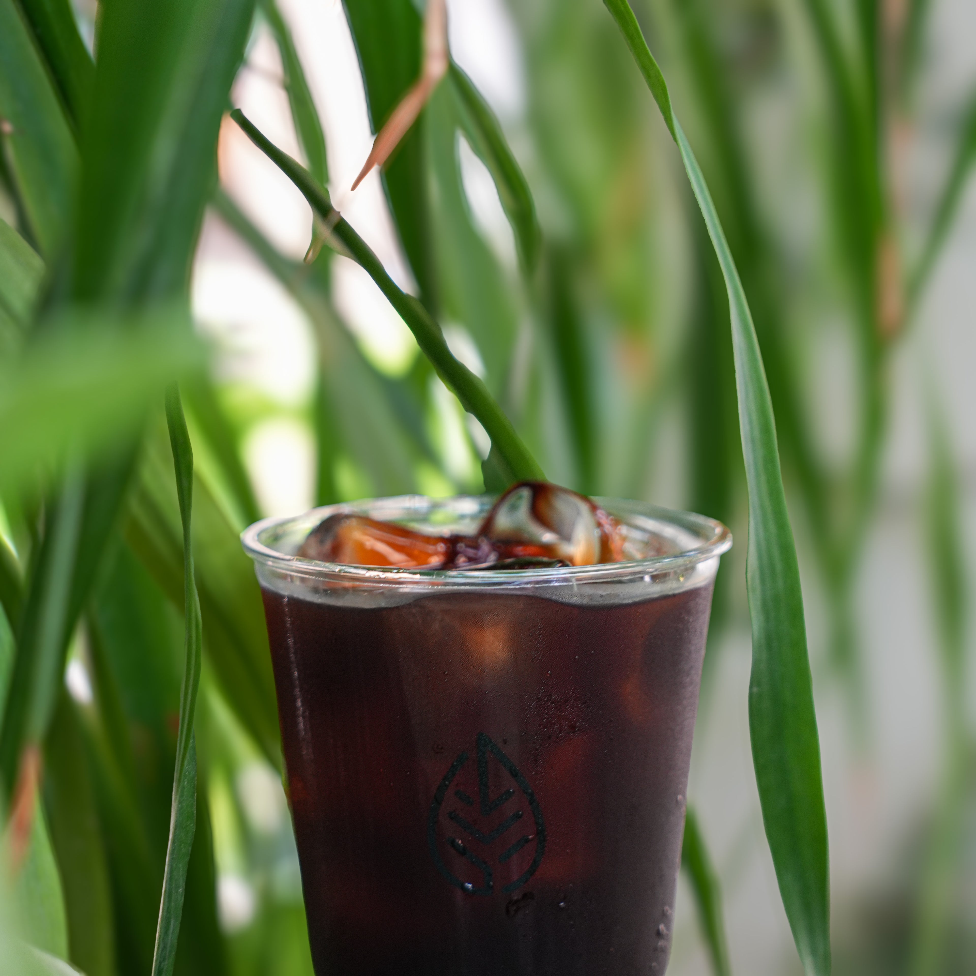 Cold Brew