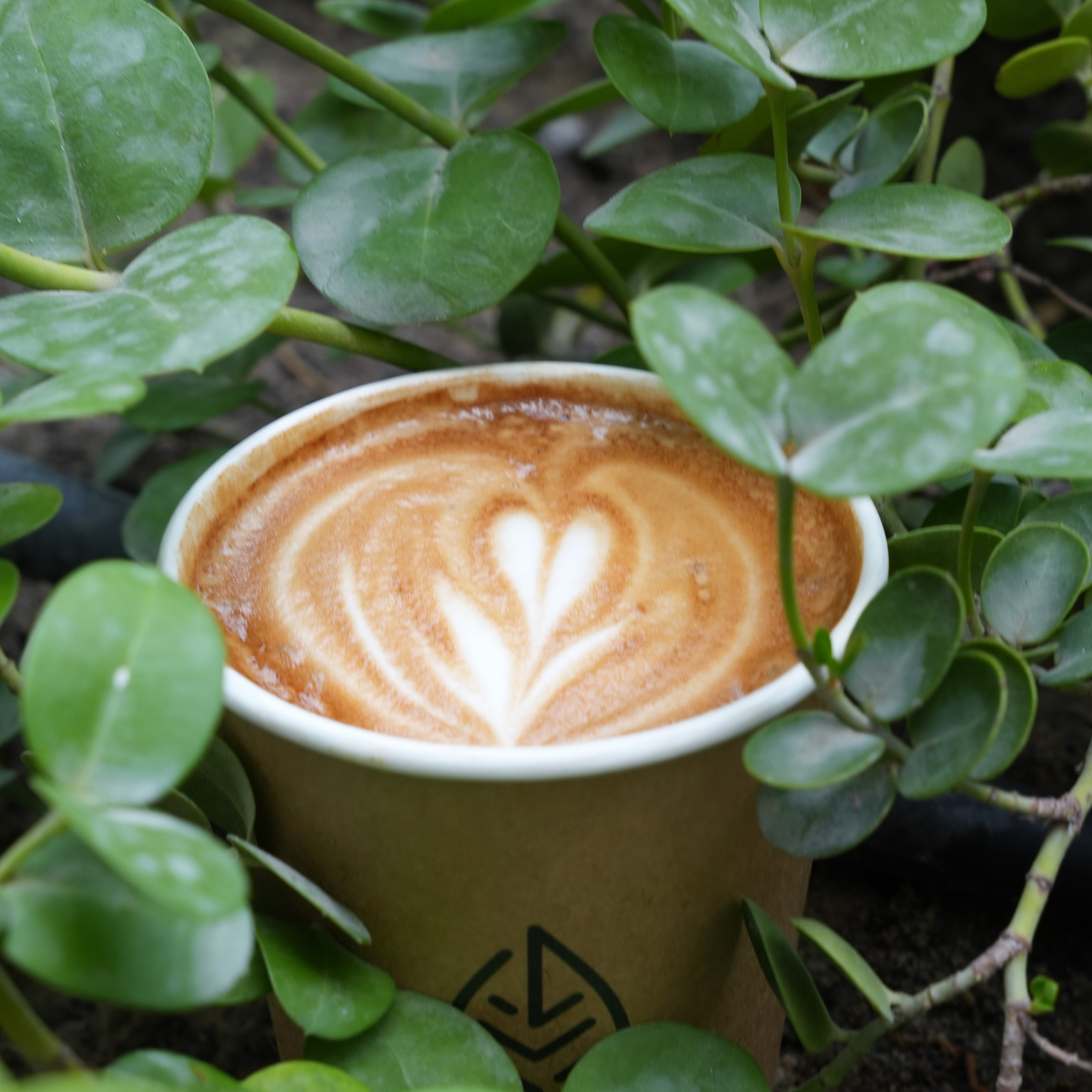 Cortado