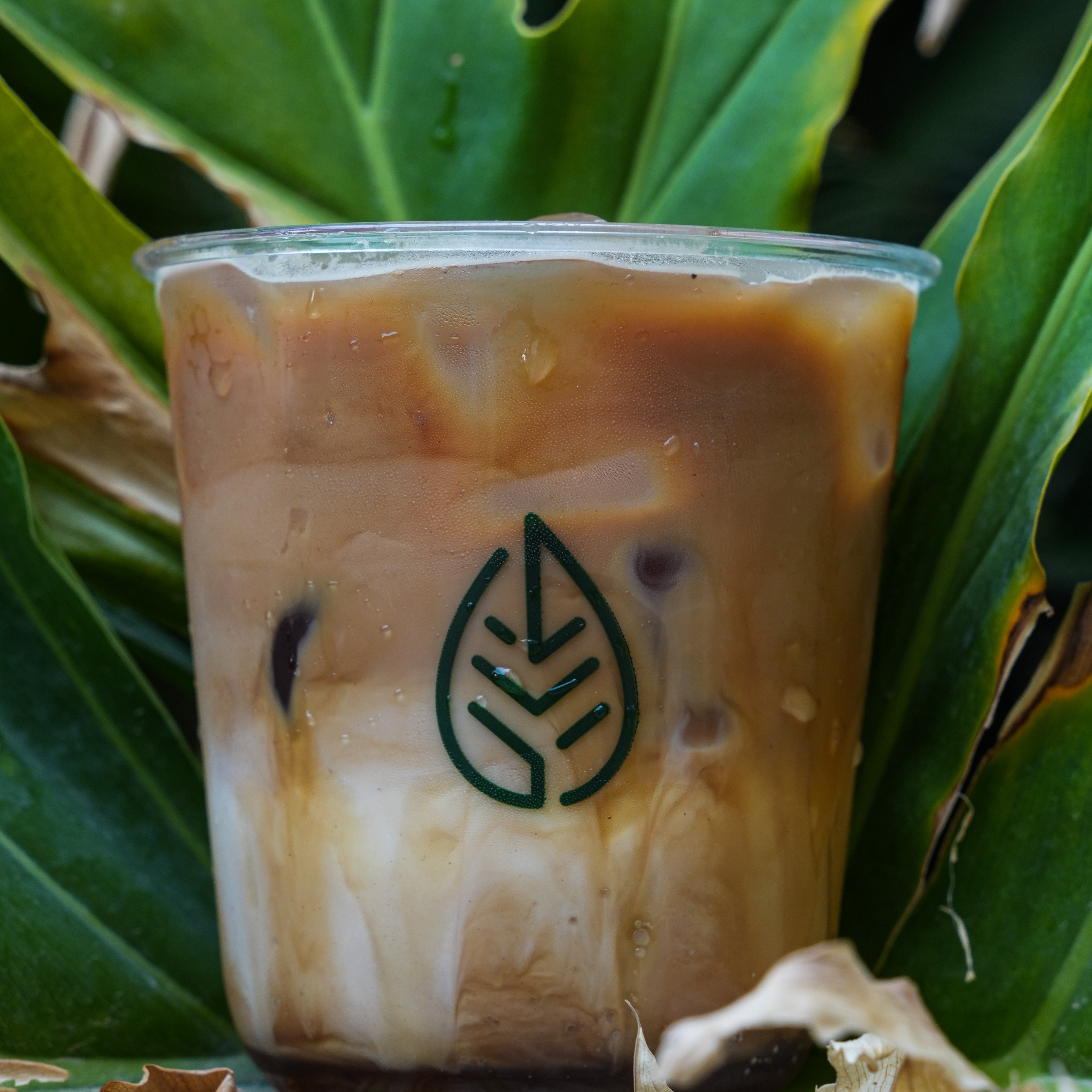 Hot/Ice Honey Coconut Latte