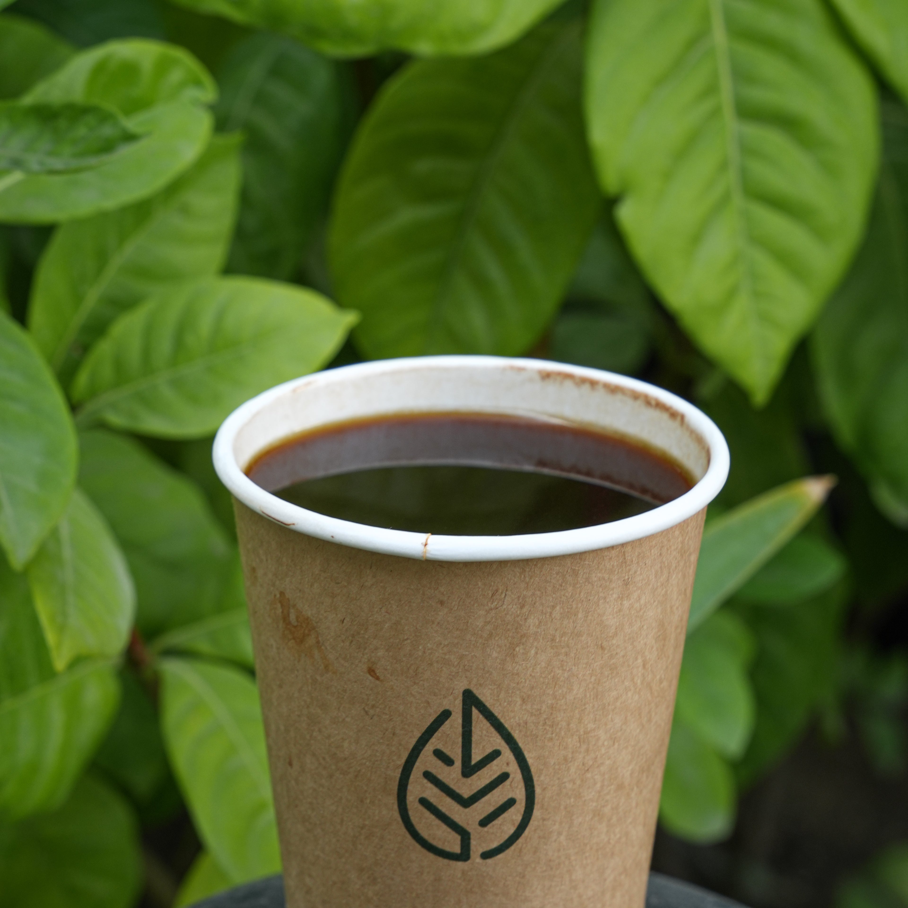 Ice/Hot V60