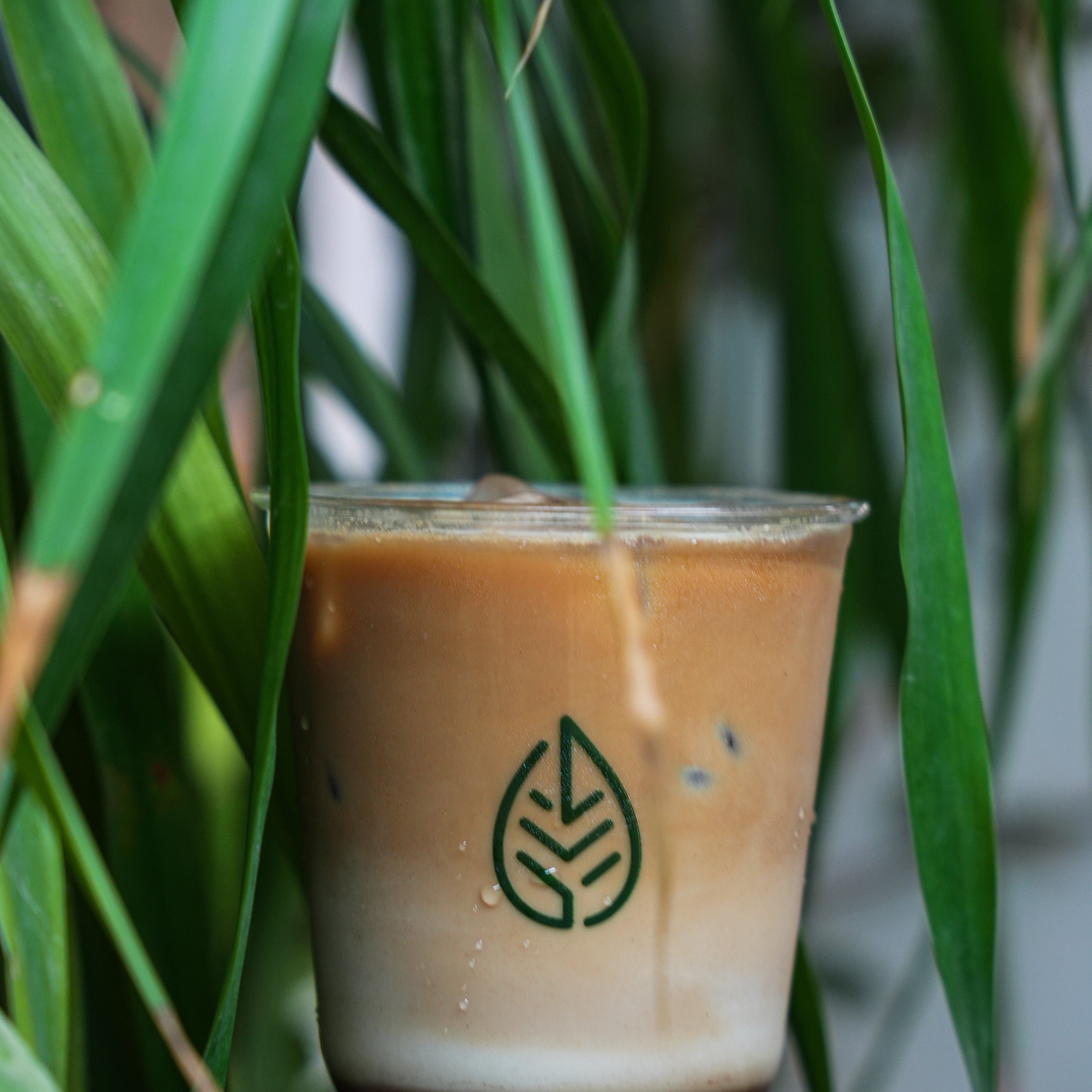 Hot/Ice Latte