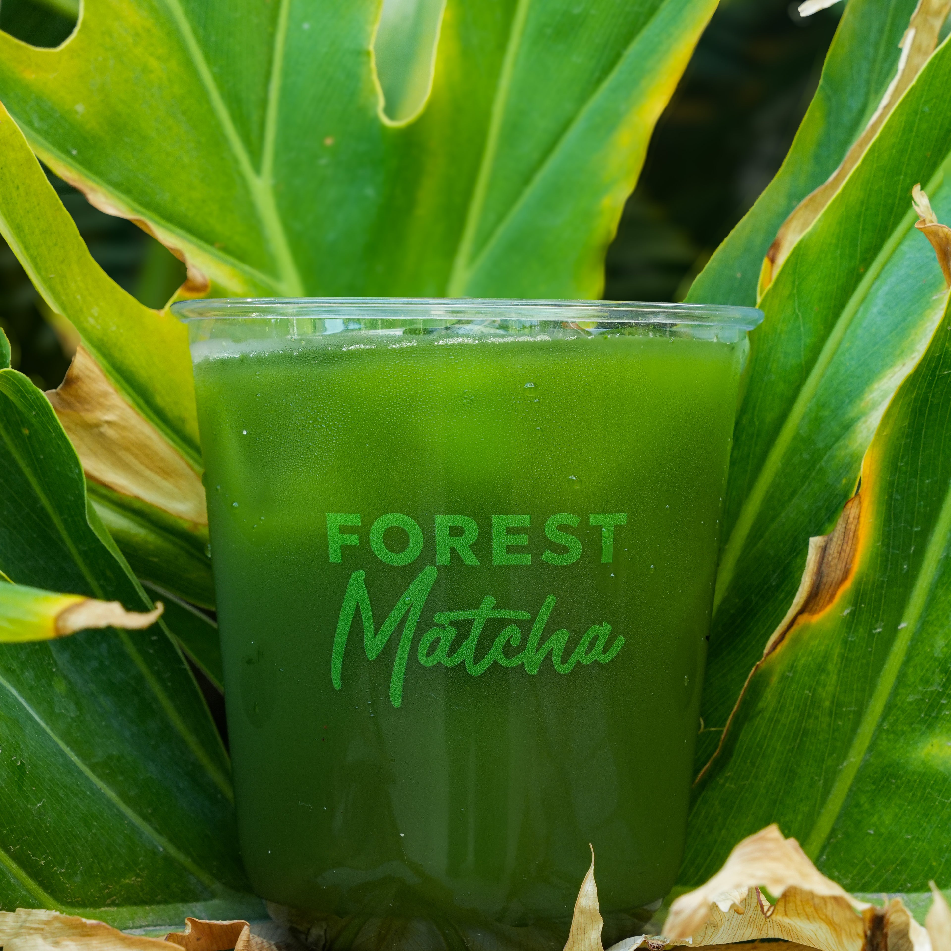The Japanese Way Matcha