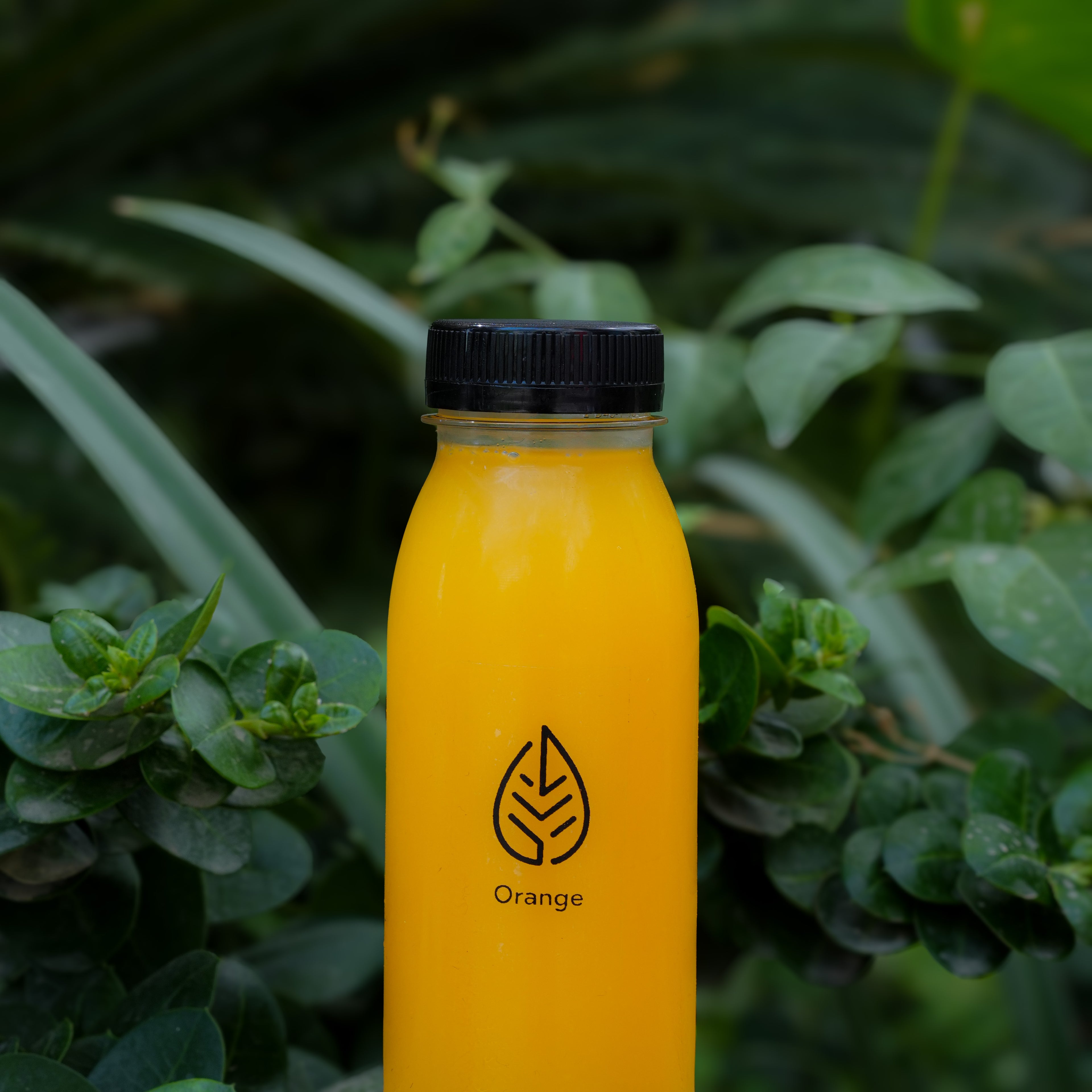 Orange Juice