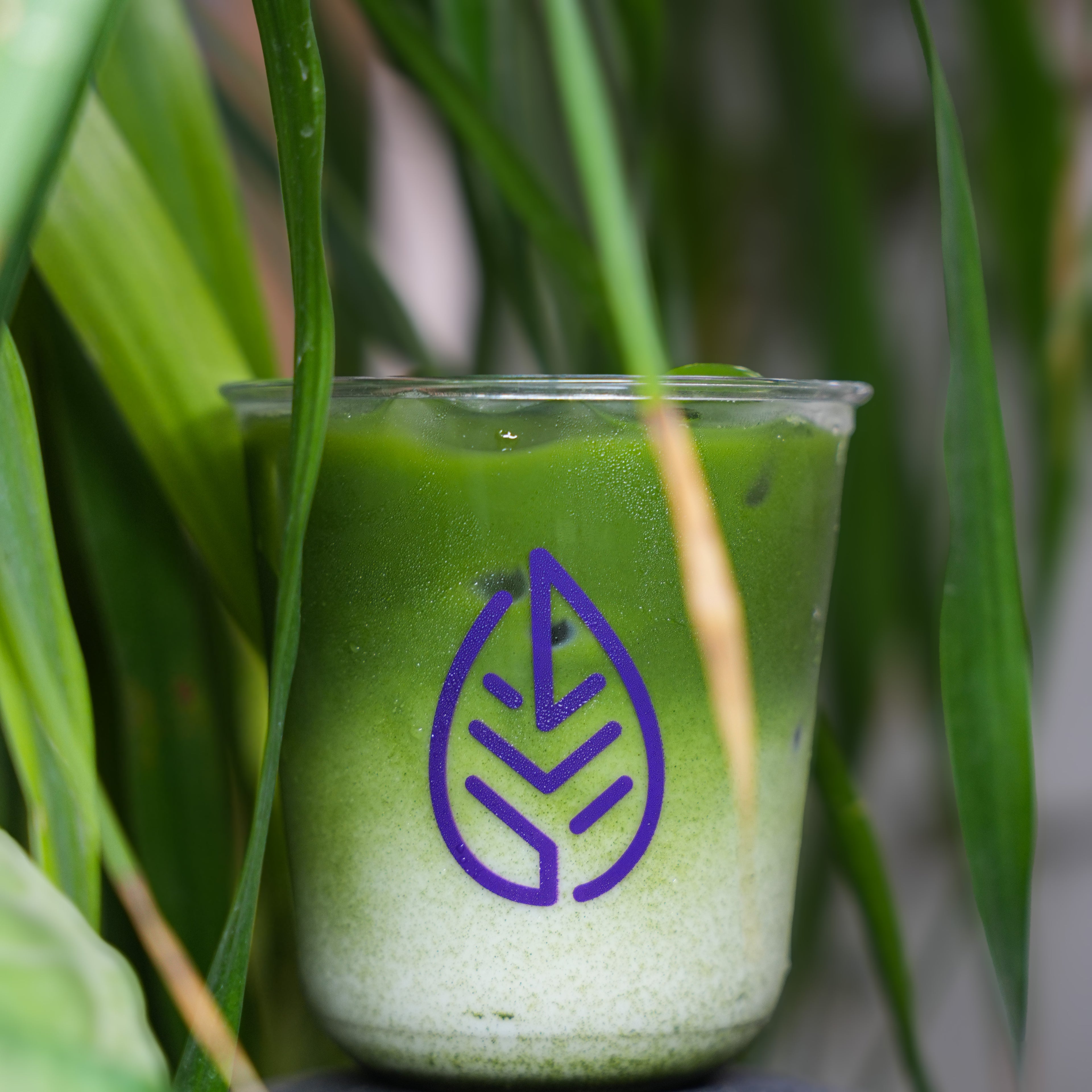 Vanilla Matcha